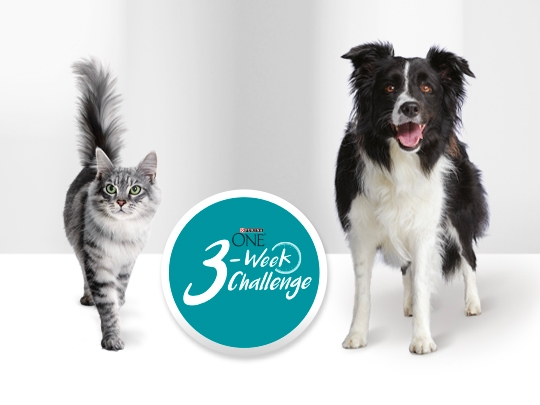 Take The Purina One 3 Week Challenge Purina